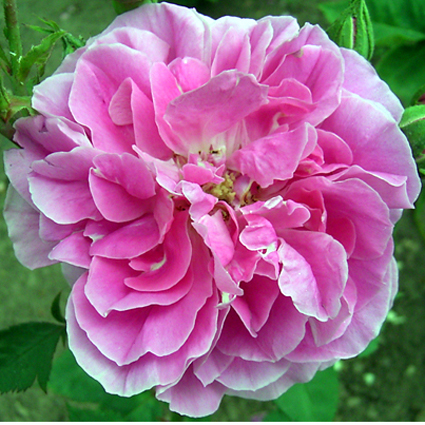 Photos Rosa - Rose
