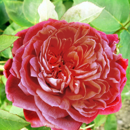 Photos Rosa - 
