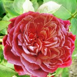 Photos Rosa