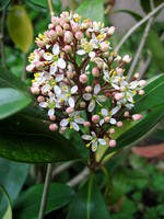 Photos Skimmia japonica