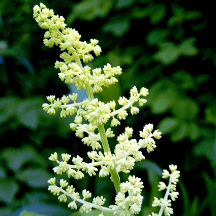 Photos Smilacina racemosa - 