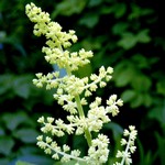 Photos Smilacina racemosa