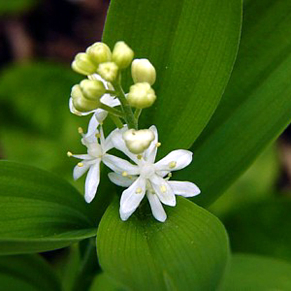 Photos Smilacina stellata - 
