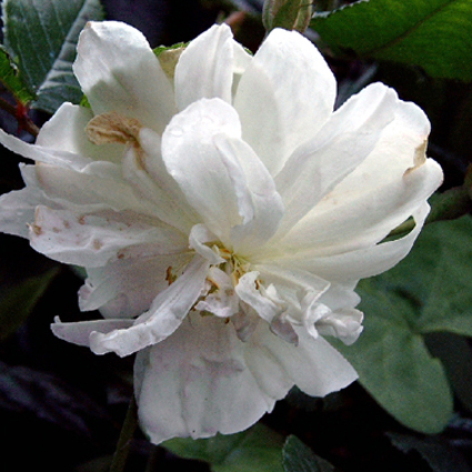 Photos Rosa - 