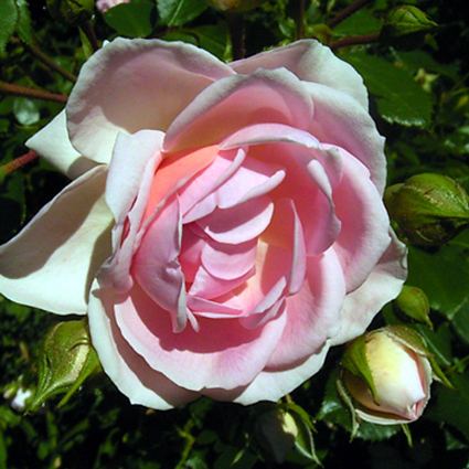 Photos Rosa - Rose