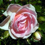 Photos Rosa