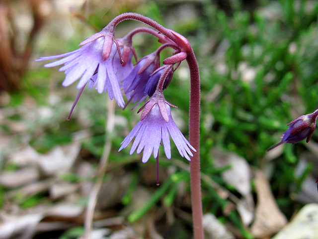 Photos Soldanella alpina - 