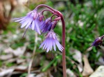 Soldanella alpina - Alpengl�ckchen