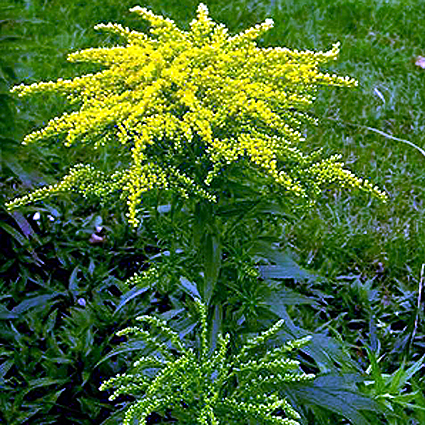 Photos Solidago canadensis - 