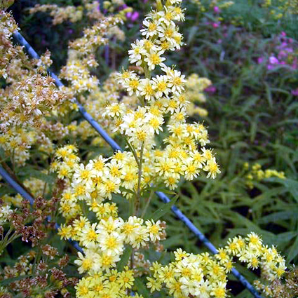 Photos Solidago - 