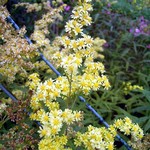 Photos Solidago