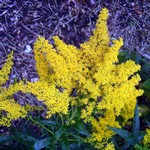 Photos Solidago