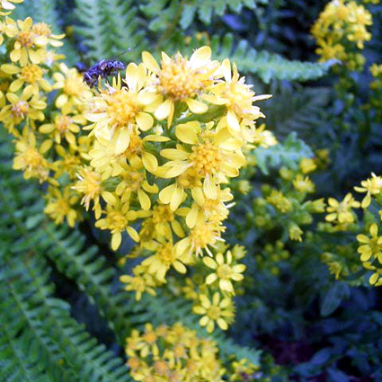 Photos Solidago virgaurea - 