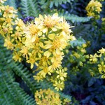 Photos Solidago virgaurea