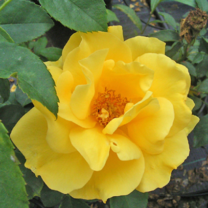 Photos Rosa - Rose