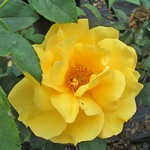 Photos Rosa