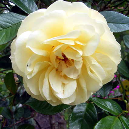 Photos Rosa - Rose
