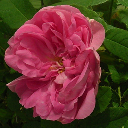 Photos Rosa - Rose