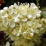 Sorbus intermedia - Oxelbeere, Schwedische Mehlbeere