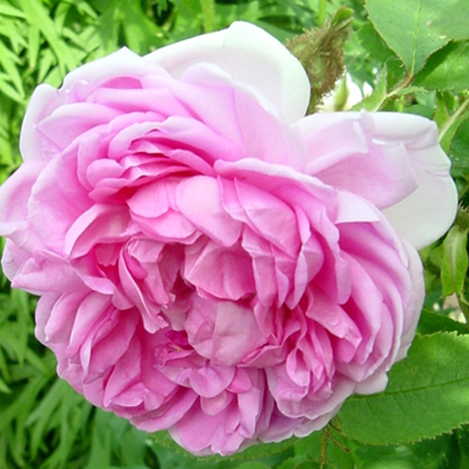 Photos Rosa - Rose
