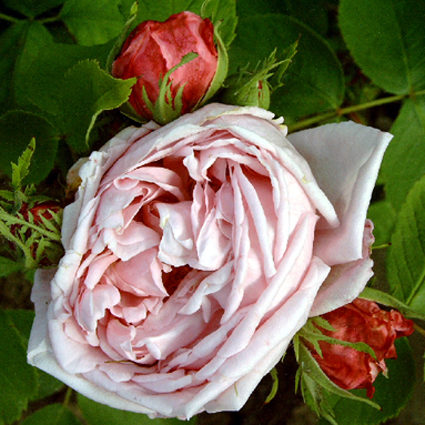 Photos Rosa - Rose