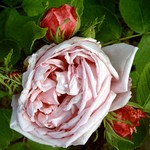 Photos Rosa