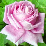 Photos Rosa