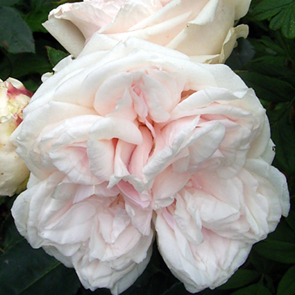 Photos Rosa - Rose
