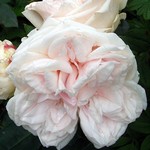 Photos Rosa