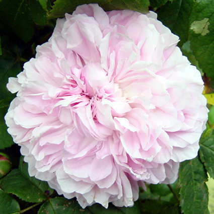 Photos Rosa - Rose
