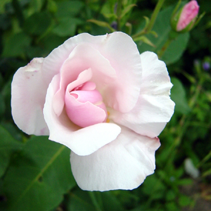 Photos Rosa - Rose