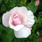 Photos Rosa