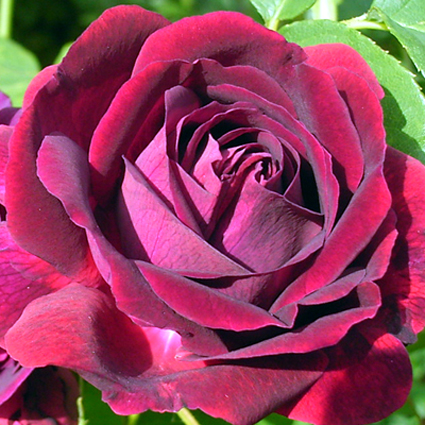 Photos Rosa - Rose