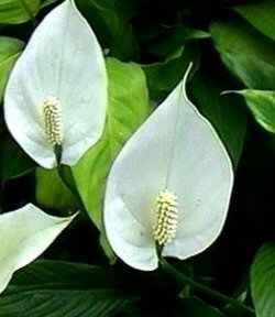 Appartamento Spathiphyllum