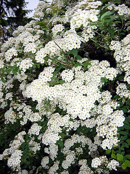 Spiraea x vanhouttei