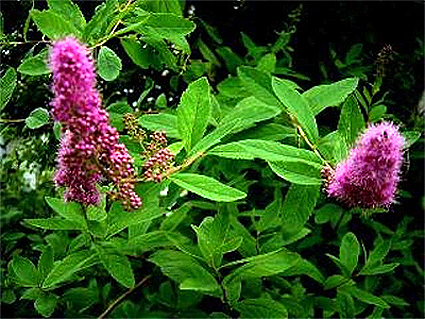 Photos Spiraea x billardii - 
