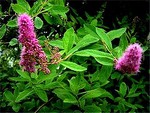 Photos Spiraea x billardii