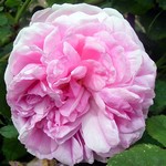 Photos Rosa