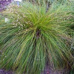 Sporobolus heterolepis - Pr�rie-Gras, Tropfen-Gras
