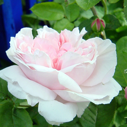 Photos Rosa - Rose