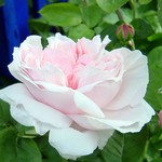 Photos Rosa