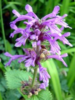 Photos Stachys densiflora