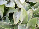 Photos Stachys byzantina