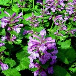 Photos Stachys grandiflora