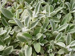 Photos Stachys lanata