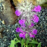 Foto Stachys lavandulifolia