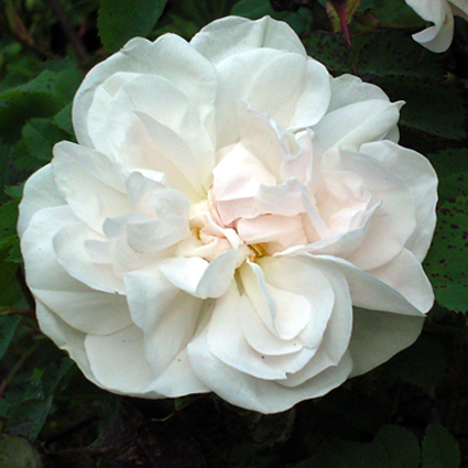 Foto Rosa