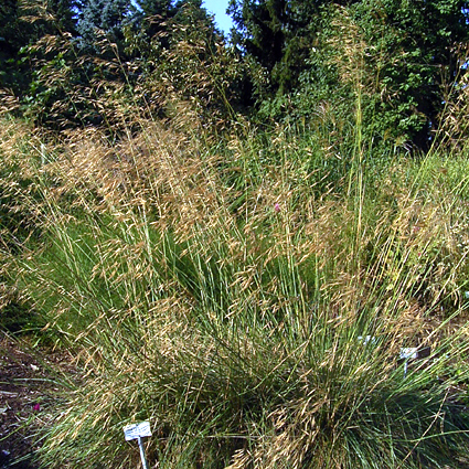 Photos Stipa gigantea - 