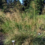 Stipa gigantea - Riesen-Federgras