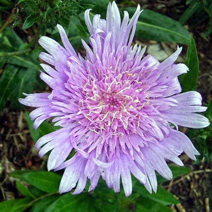 Photos Stokesia laevis - Stokes  aster